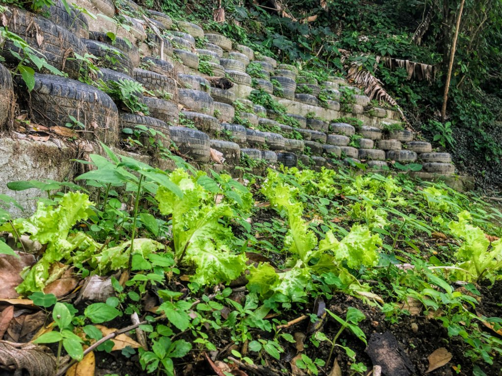 Organic food & education for families in Rio slum