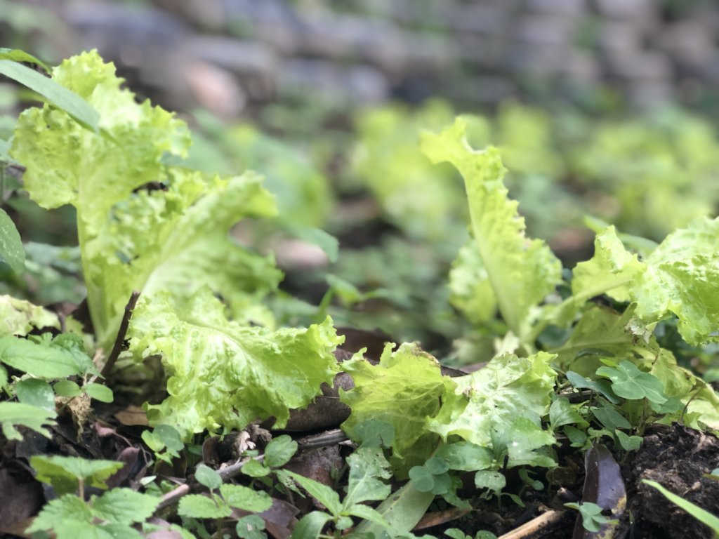 Organic food & education for families in Rio slum