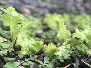 Organic food being cultivated