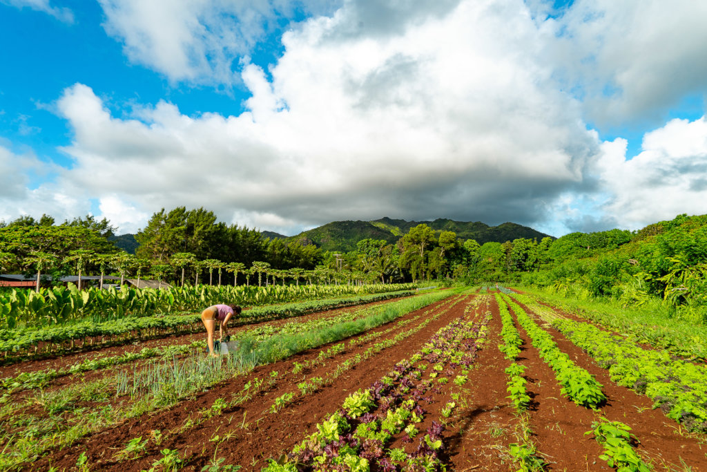 Moloa'a 'AINA Center