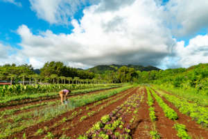 Moloa'a 'AINA Center