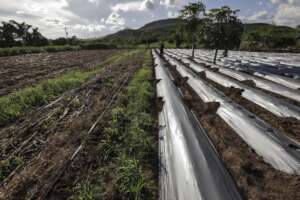 Farm in Nicaragua in the process of being planted