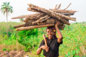 Sustainable Mangrove Harvesting