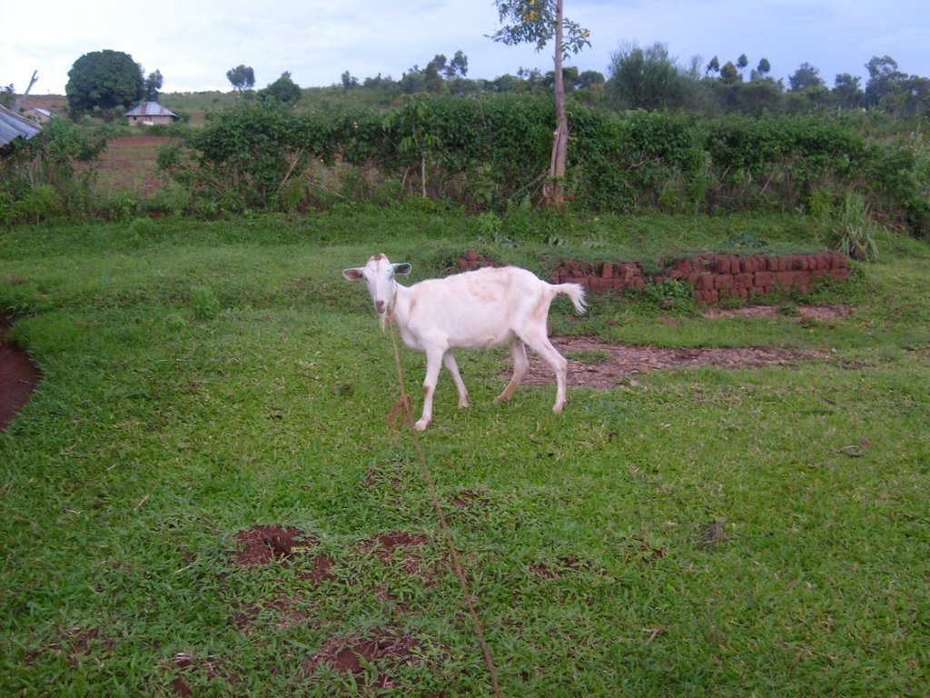 Goat project