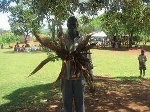 Cassava tuber