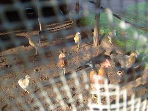 Poultry project
