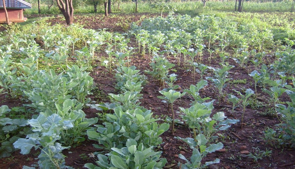 Vegetable farming