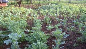 Vegetable farming