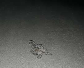 LONG walk to the Ocean Baby Turtle First Steps SXM