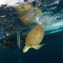 Turtle Fighting through ocean trash