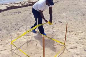 Turtle Habitat Monitoring