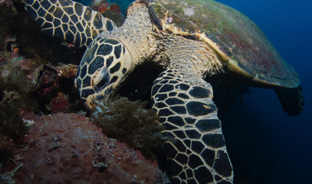 Saving Coral Reefs One Baby Turtle at a Time
