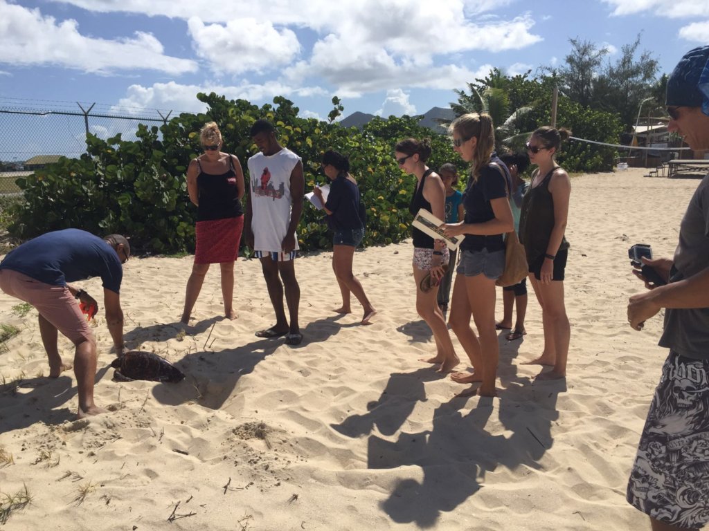 Saving Coral Reefs One Baby Turtle at a Time