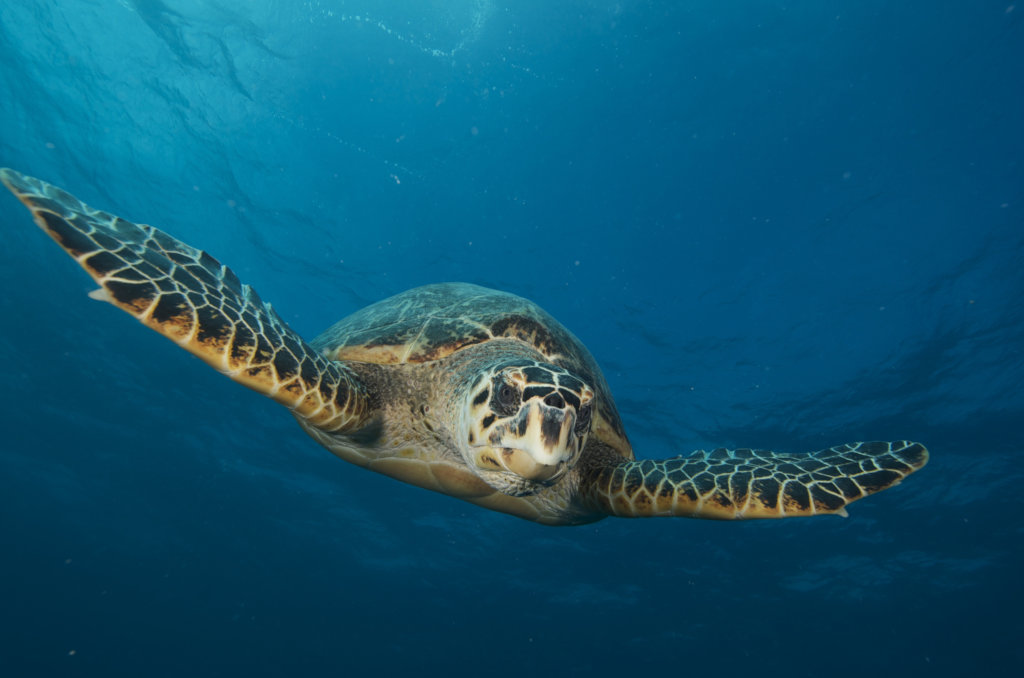 Saving Coral Reefs One Baby Turtle at a Time