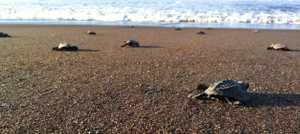 Saving Coral Reefs One Baby Turtle at a Time