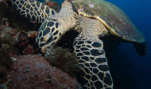 Sea Turtle Eating on the Reef