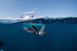 Baby Turtle Starting their "Swimming Frenzy"