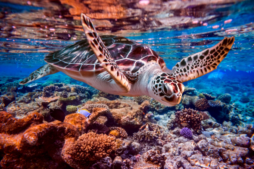 Saving Coral Reefs One Baby Turtle at a Time