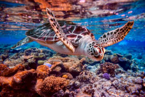 Saving Coral Reefs One Baby Turtle at a Time