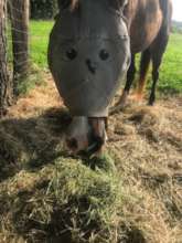 Got hay?