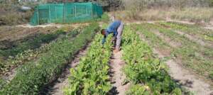 Growing nutritious food