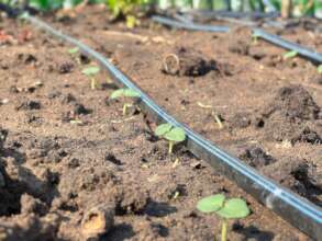 New life emerging from the soil