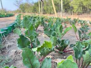 Every harvest brings us closer to self-sufficiency