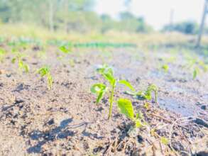 Small seedlings, lasting impact.