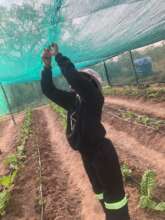Shade Net Installation