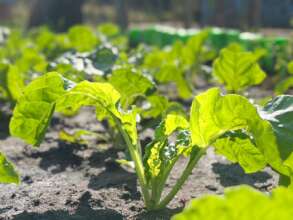 Growing Spinach