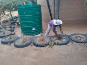 Rainwater harvesting and planting in tyres