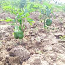 From our soil to our tables.