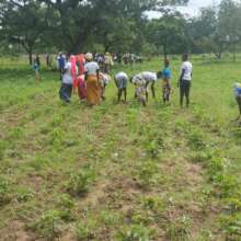 students taking out weeds in the field