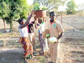 cabbage harvest