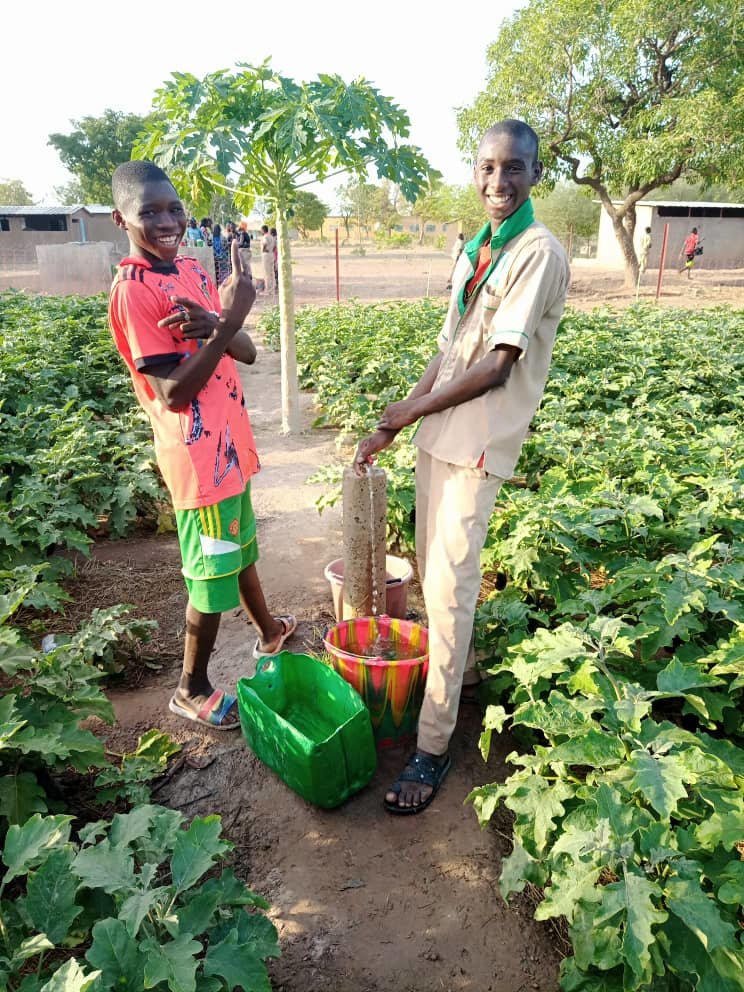 Watering egg plants