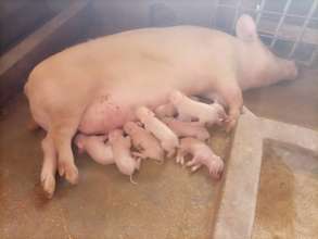 Pigglets just born