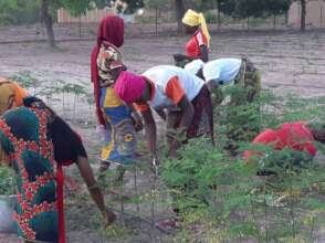 Moringa harvest