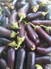 eggplants harvest