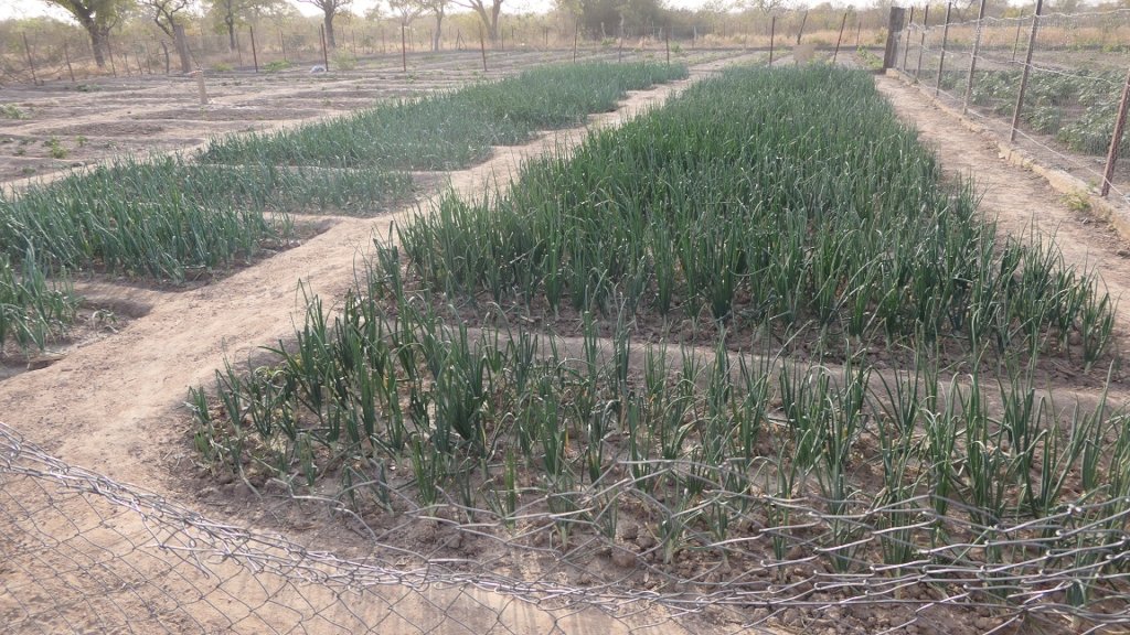 Help 20 refugee children study for their future