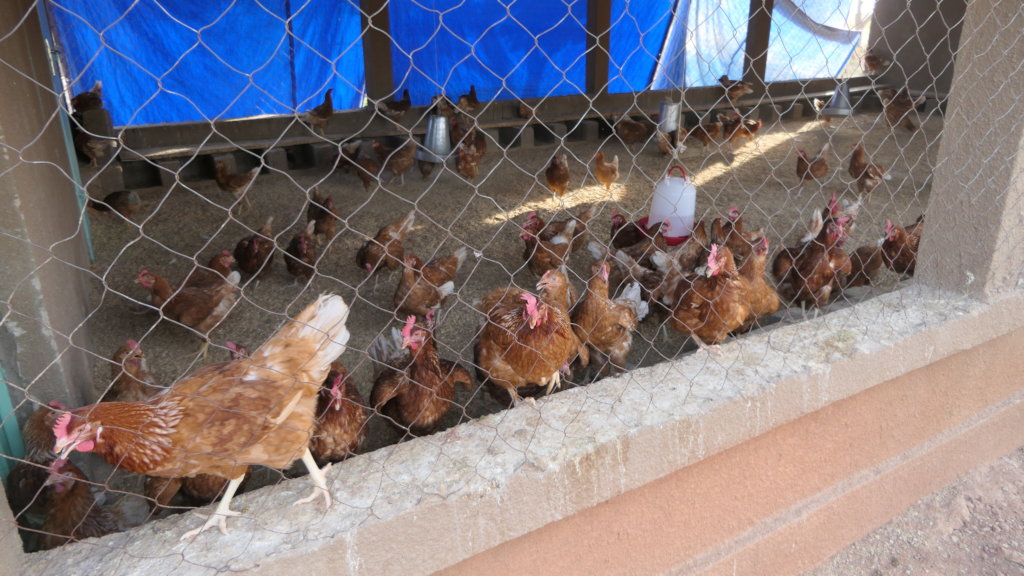 Help 20 refugee children study for their future