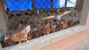 Hens