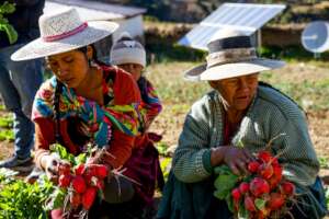 Raddish harvest 2021