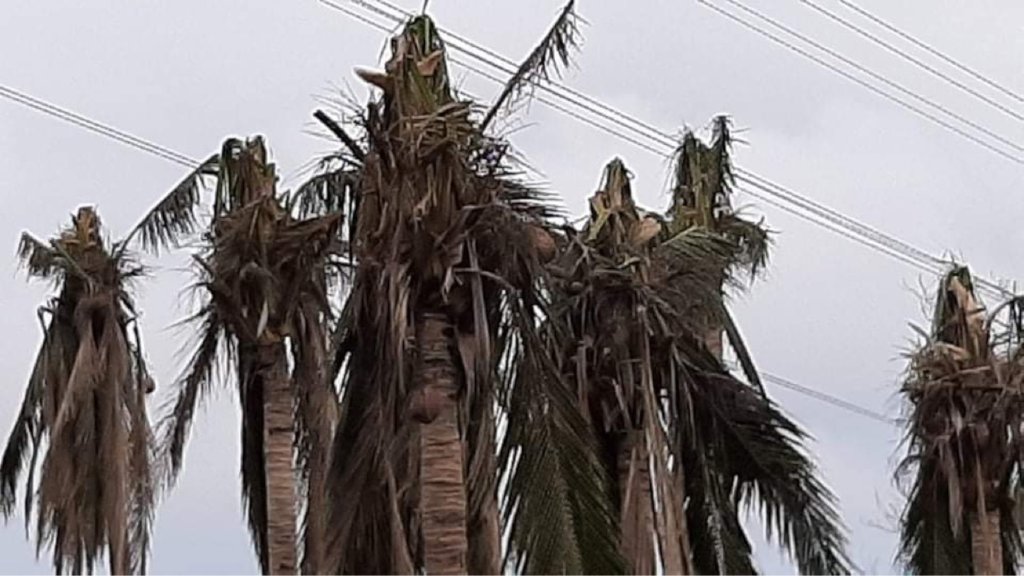 Typhoon Vamco and Goni Permaculture Support