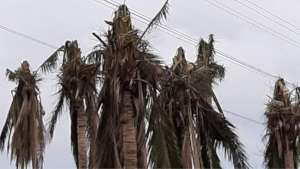 Decapitated coconut trees by Typhoon Gono