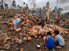 Father gathering fallen coconuts for copra
