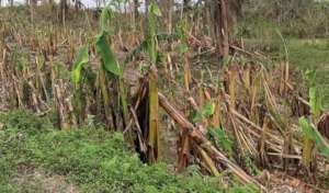 Bananas bowed by typhoons