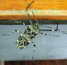 HUGE ( 4 inches) insect at La Reserva
