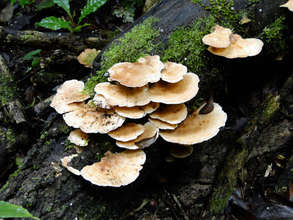 Mushrooms growing on dead wood