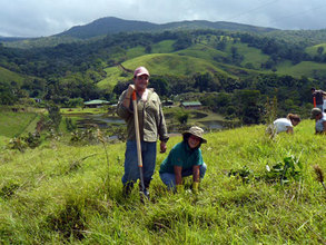Restoring the forest together