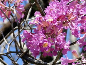 Close up of the Cosrtez Negra flowers